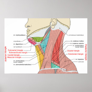 Anterior Posterior Triangles neck Anatomy Muscles Poster