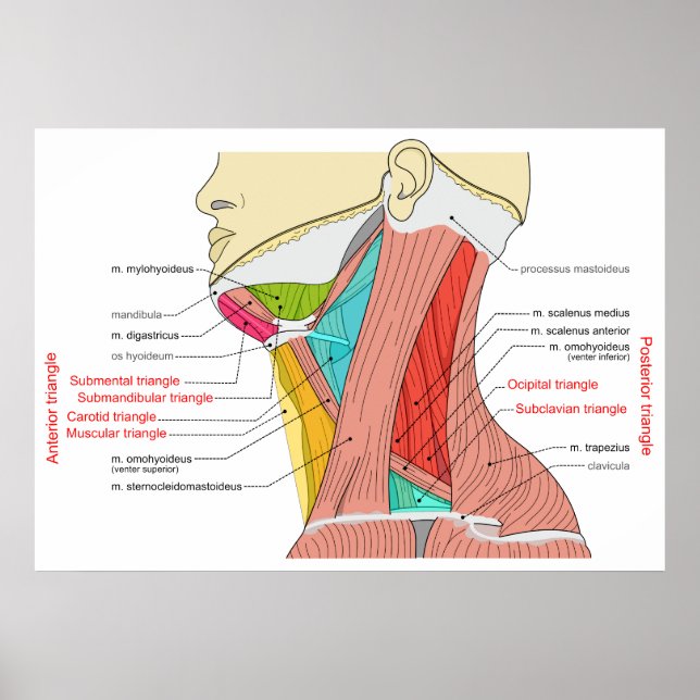 Anterior & Posterior Triangles of the Neck Muscles Poster (Front)