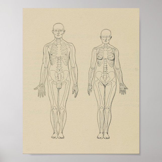 Anterior View Human Skeleton Male Female Print (Front)