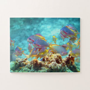 Anthias - Colourful school of fish at coral reef Jigsaw Puzzle