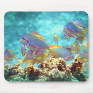Anthias - Colourful school of fish at coral reef Mouse Mat