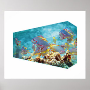 Anthias fish at coral reef - Photographic design   Poster