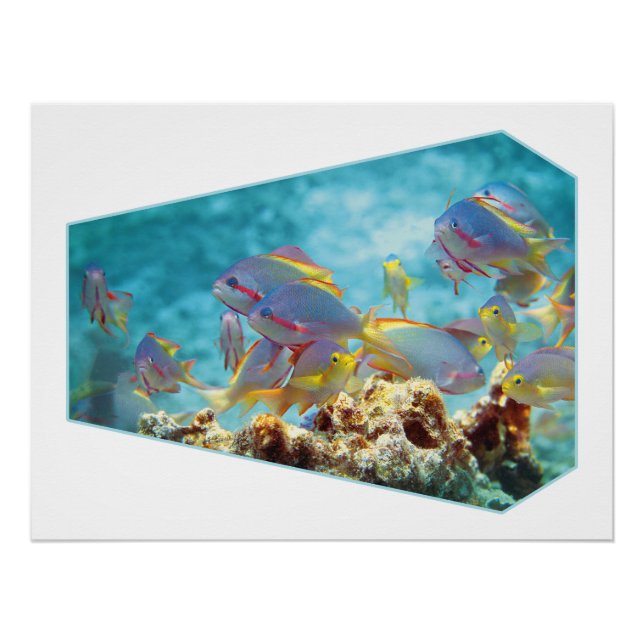 Anthias fish at coral reef - Photographic design | Poster (Front)