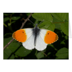 Anthocharis cardamines