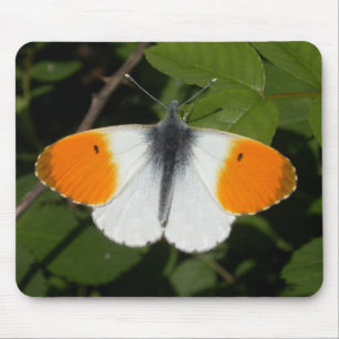 Anthocharis cardamines mouse mat