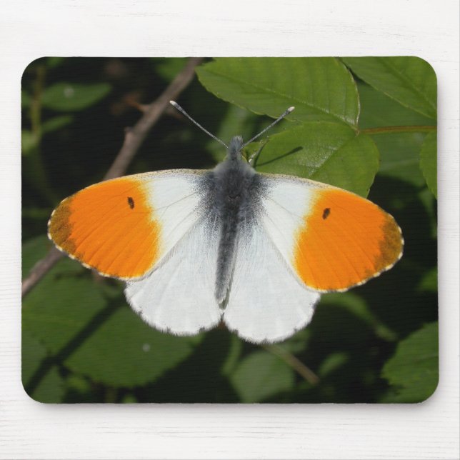 Anthocharis cardamines mouse mat (Front)