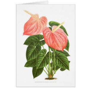 Anthurium
