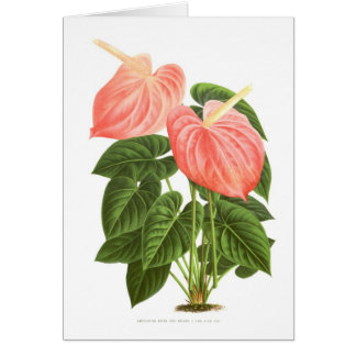 Anthurium