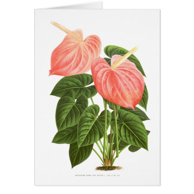 Anthurium (Front)