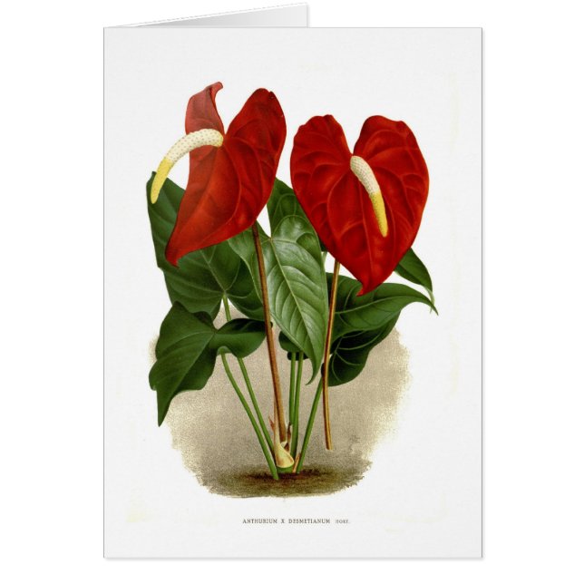Anthurium (Front)