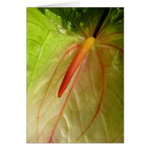 Anthurium