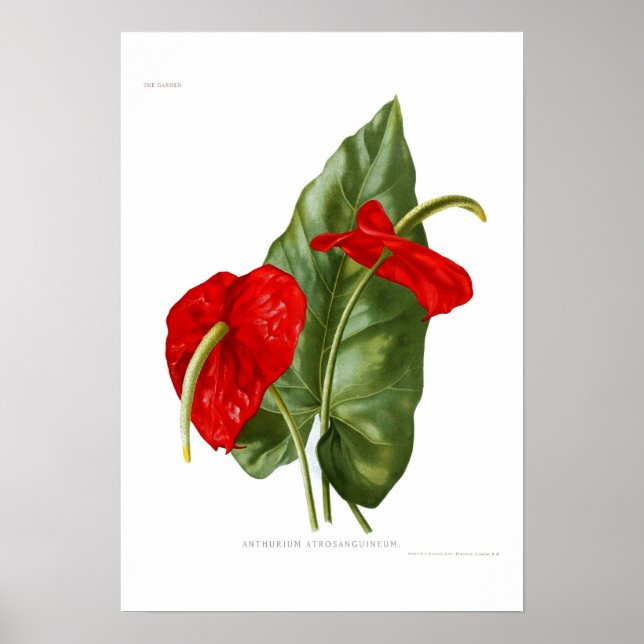Anthurium atrosanguineum poster (Front)