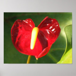 Anthurium Flower Print