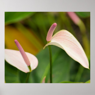 Anthurium flowers poster