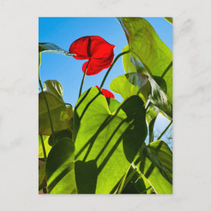 Anthurium Leaves Postcard