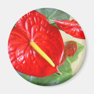 Anthurium Magnet