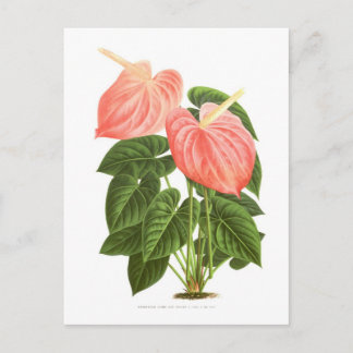 Anthurium Postcard