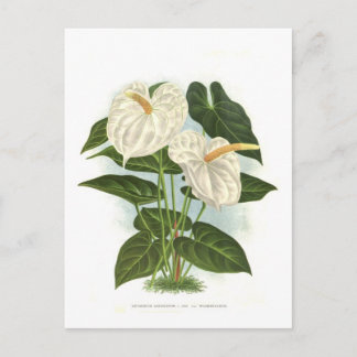 Anthurium Postcard