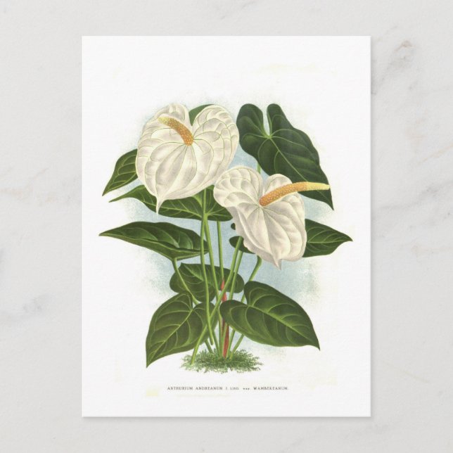 Anthurium Postcard (Front)