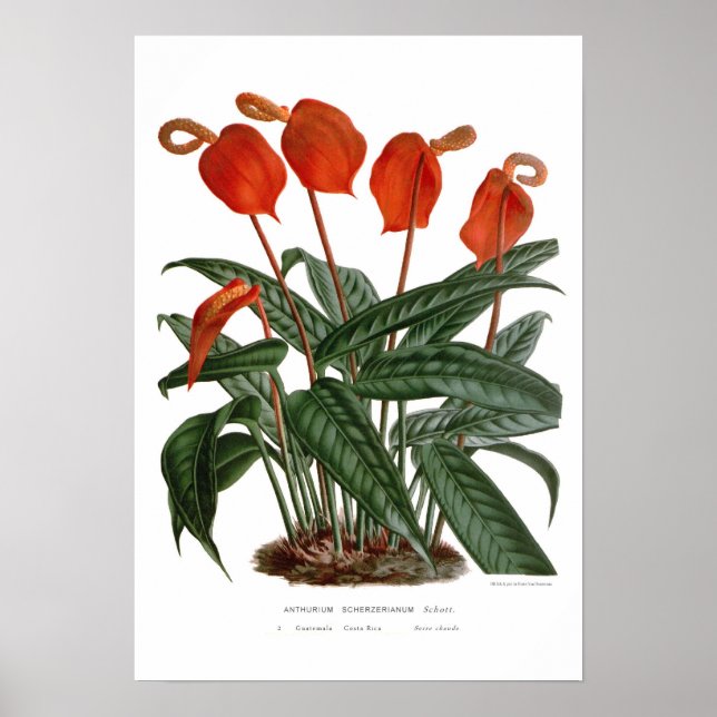 Anthurium scherzerianum poster (Front)