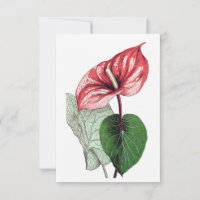 Anthurium Tropical Flower Blank