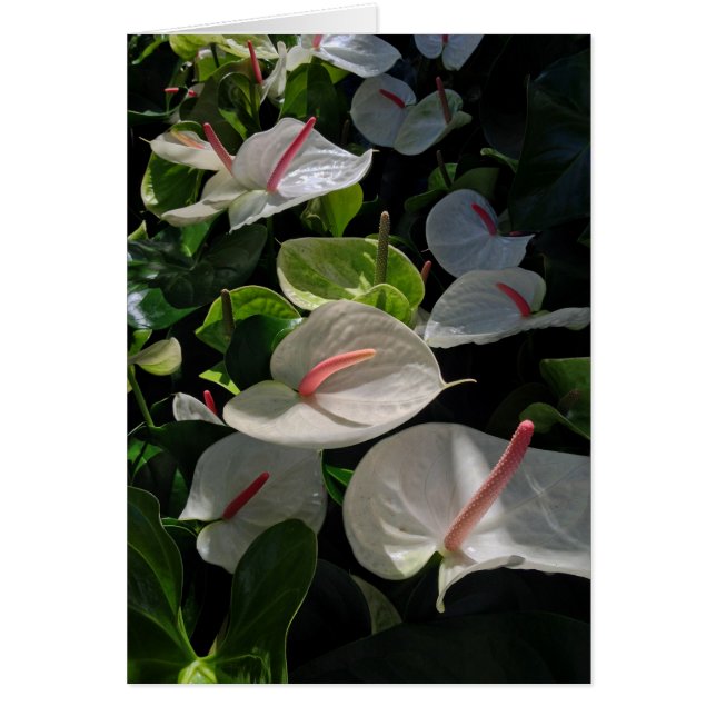 Anthuriums (Front)