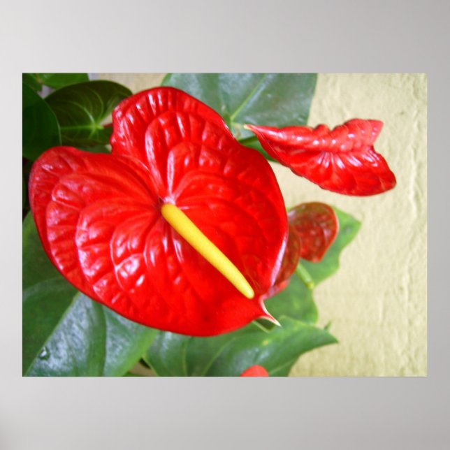 Anthuriums Poster (Front)