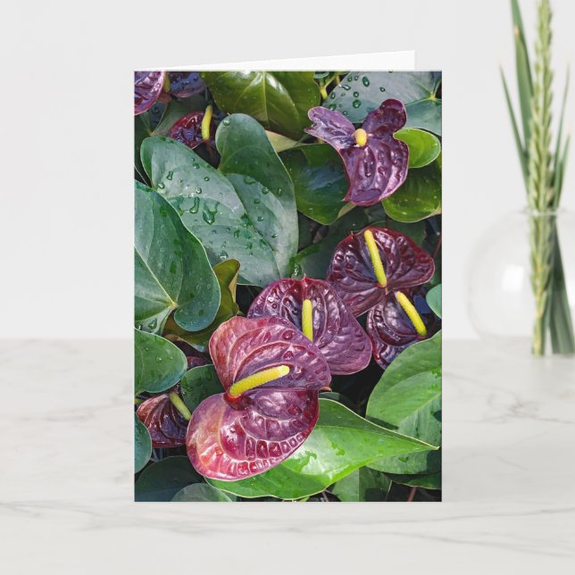 Anthuriums  thank you card (Front)