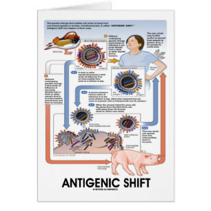Antigenic Shift (Virus Transmission)