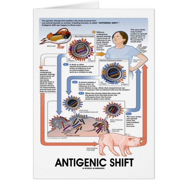 Antigenic Shift (Virus Transmission) (Front)