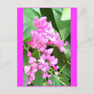 Antigonon leptopus, or Coral Vine, Postcard