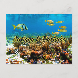 Antigua and Barbuda coral reef Postcard