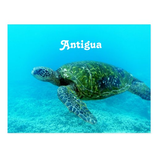 Image of Antigua Hawk Billed Turtle Postcard