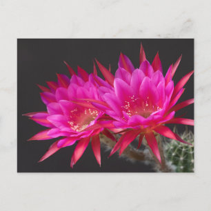 Antimatter  Cactus Flower times two Postcard