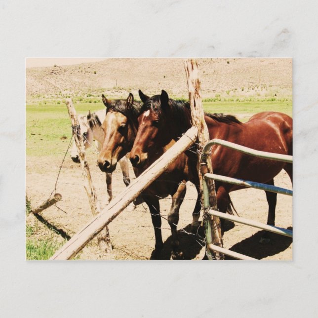 Antimony Horses Postcard (Front)