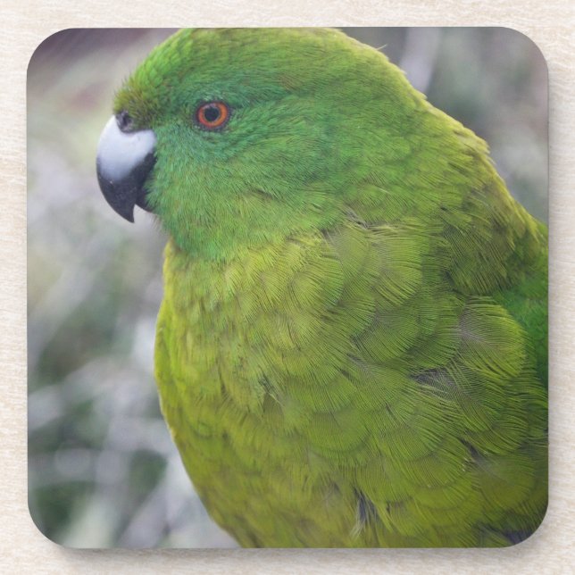 Antipodes Island Parakeet Coaster (Front)