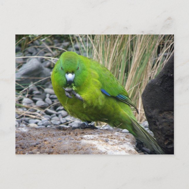 Antipodes Island Parakeet Postcard (Front)