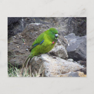 Antipodes Island Parakeet Postcard