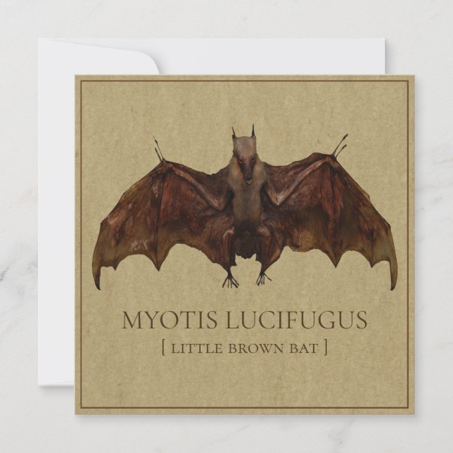 Antiquated Bat Image (Front)