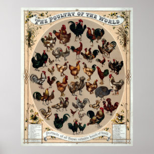 Antique 1868 Poultry Of The World Poster