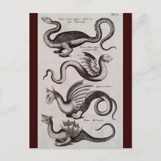 Antique 18th Century Dragon Engraving Postcard (Front)