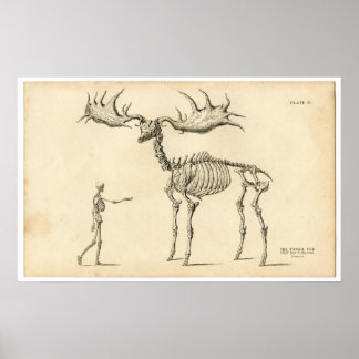 Antique Anatomical Walking Skeleton Man + Elk Poster