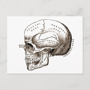 Antique Anatomy Anatomical Skull Postcard