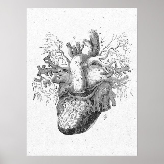 Antique Anatomy Heart Black & White Vintage Poster (Front)