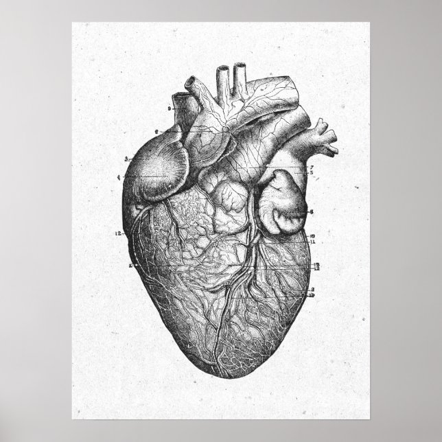 Antique Anatomy Heart Vintage Poster (Front)