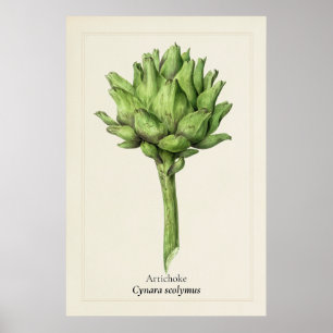 Antique Artichoke Botanical Illustration Kitchen Poster