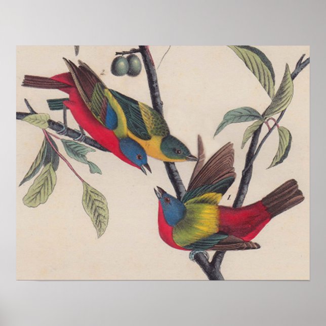 Antique Audubon Painted Bunting Bird Poster (Front)