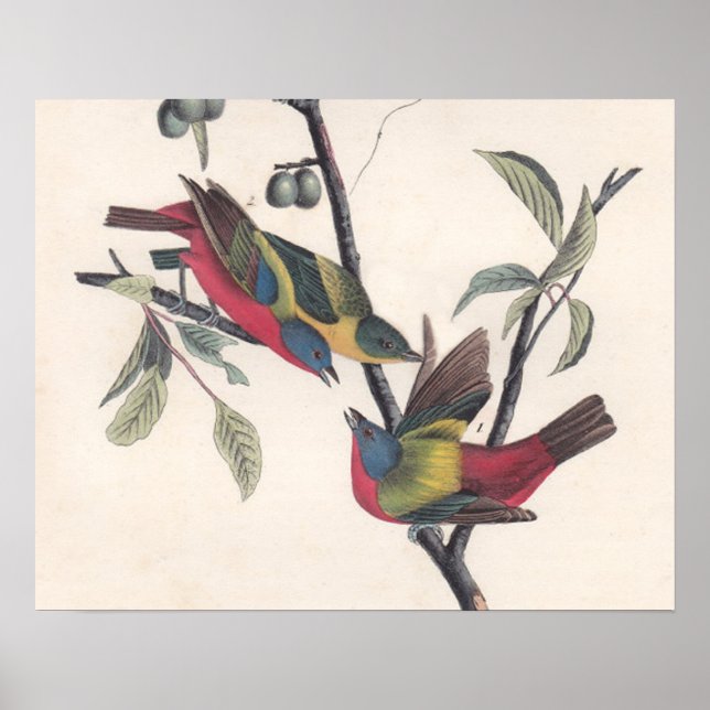 Antique Audubon Painted Bunting Poster (Front)