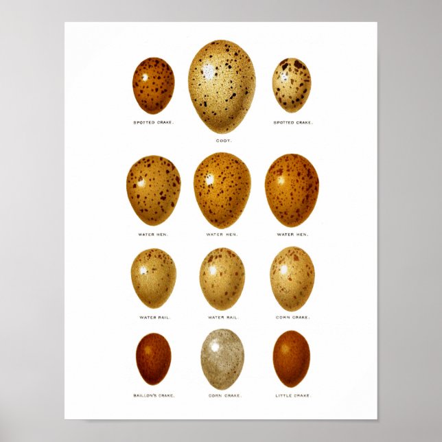 Antique Bird Eggs Print no.2 Easter Spring Decor (Front)