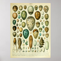 Antique Bird Eggs Wall art home decor